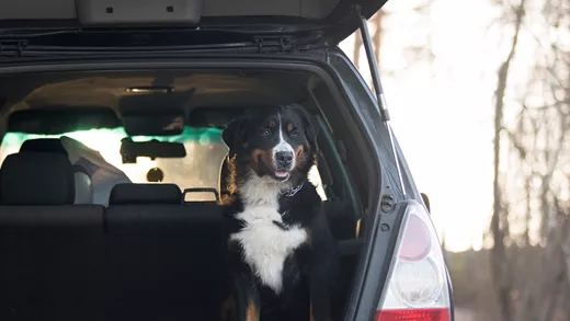 Fur-Friendly Fun: Top 5 Cars Perfect for Dog Owners