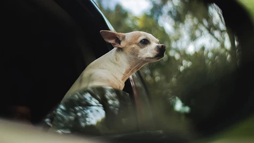 Driving With Pets Can Be Risky Business
