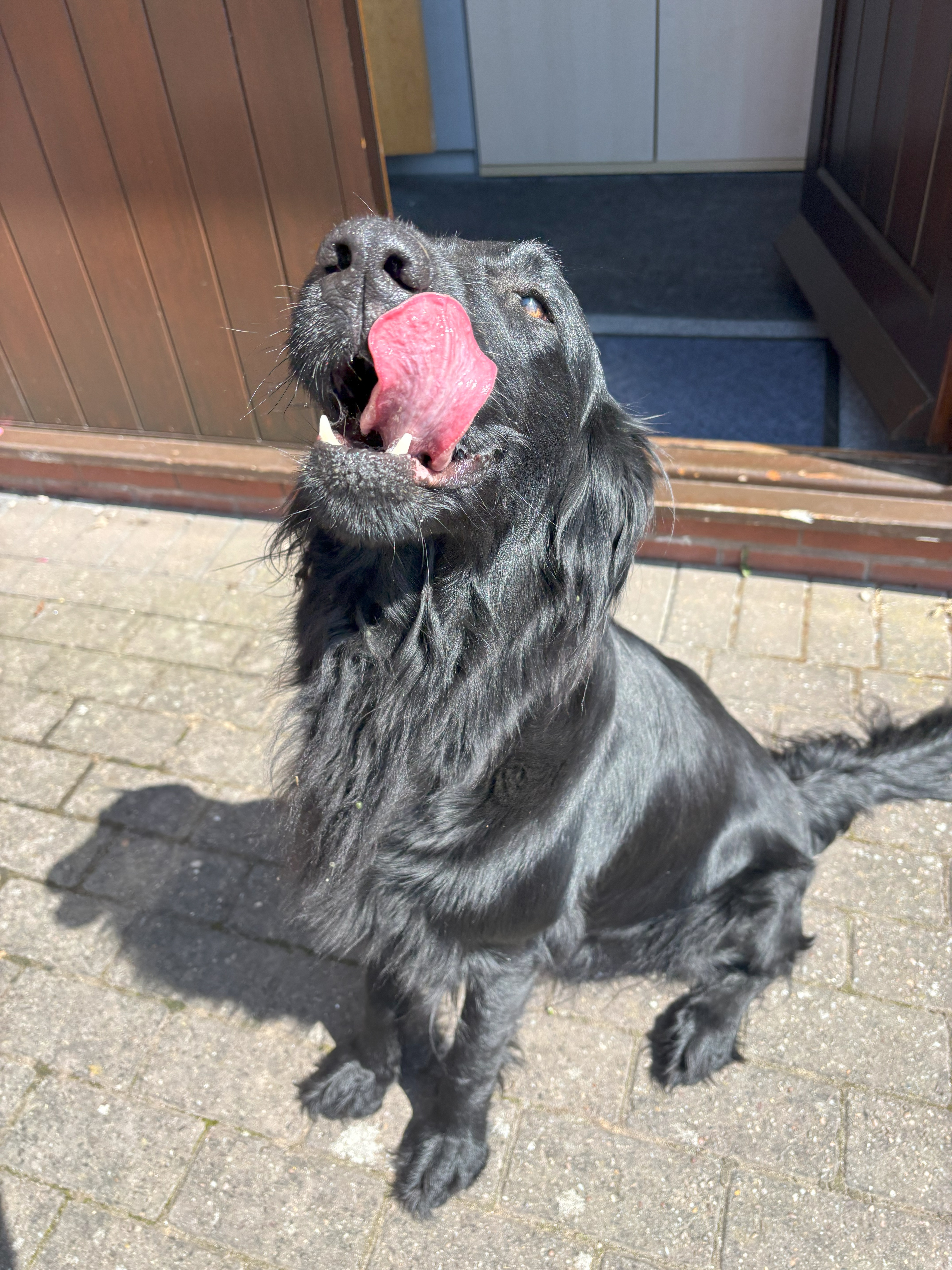 pip dog Redditch