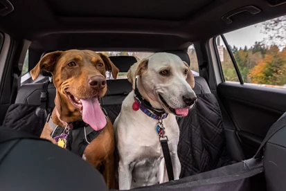 Two dogs sitting in a car.